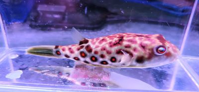 Cross River Puffer - (Tetraodon pustulatus)
