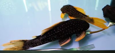 Phase II Luteus Pleco/Golden Sailfin Pleco - (Hypostomus Luteus) Argentina