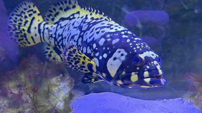 Bumblebee Grouper - (Epinephelus lanceolatus)
