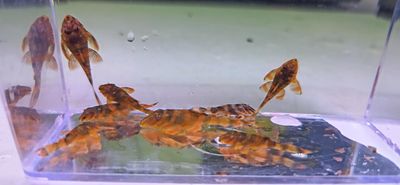 L306 Bloodred Tiger Pleco - (Panaqolus claustellifer)