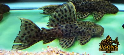 L160 Spiny Monster Pleco/Coffee and Cream Cactus Pleco - (Pseudacanthicus spinosus)