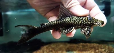 L322 Mosaic Halffin Pleco - (Lasiancistrus saetiger)