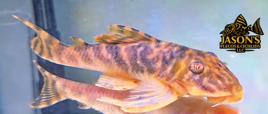 L377 Prince Tiger Pleco - (Peckoltia sp.)
