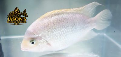 Silver Cichlid - (Vieja argentea)