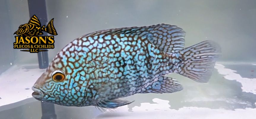 Electric Blue Texas Cichlid - (Herichthys carpintis)