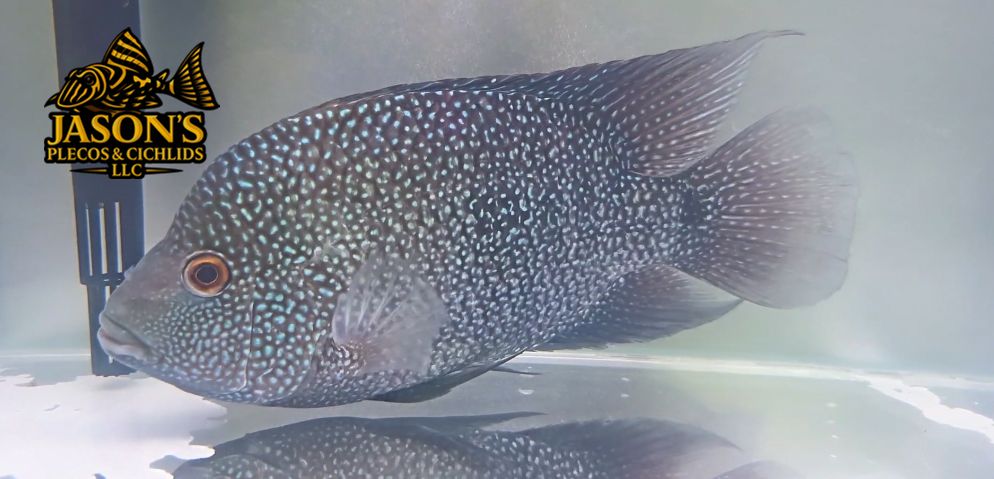 Texas Cichlid - (Herichthys cyanoguttatus)