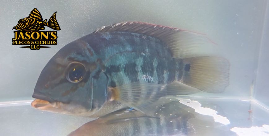 True Parrot Cichlid - (Hoplarchus psittacus)