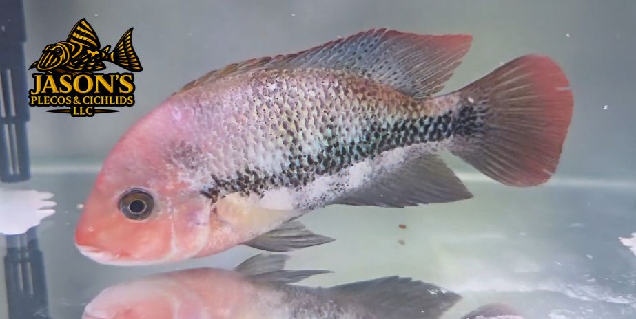 Pink Fenestratus Cichlid - (Vieja Fenestratus)