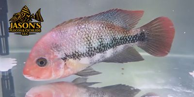 Pink Fenestratus Cichlid - (Vieja Fenestratus)