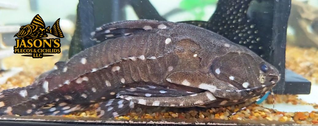 Spotted Talking Catfish/Spotted Raphael Catfish - (Agamyxis pectinifrons)