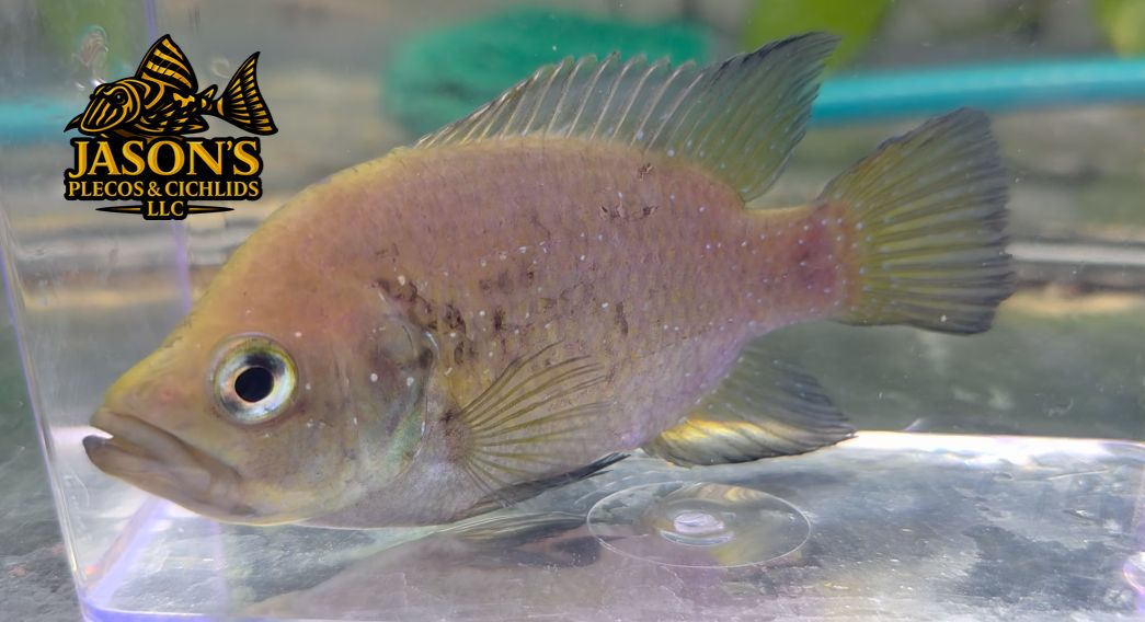 Polleni Cichlid/Starry Night Cichlid - (Paratilapia polleni)