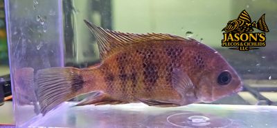 Bocourti Cichlid - (Cincelichthys bocourti)