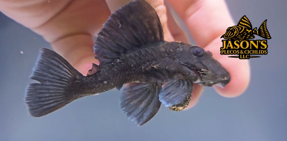 L239 Blue Panaque - (Baryancistrus beggini)