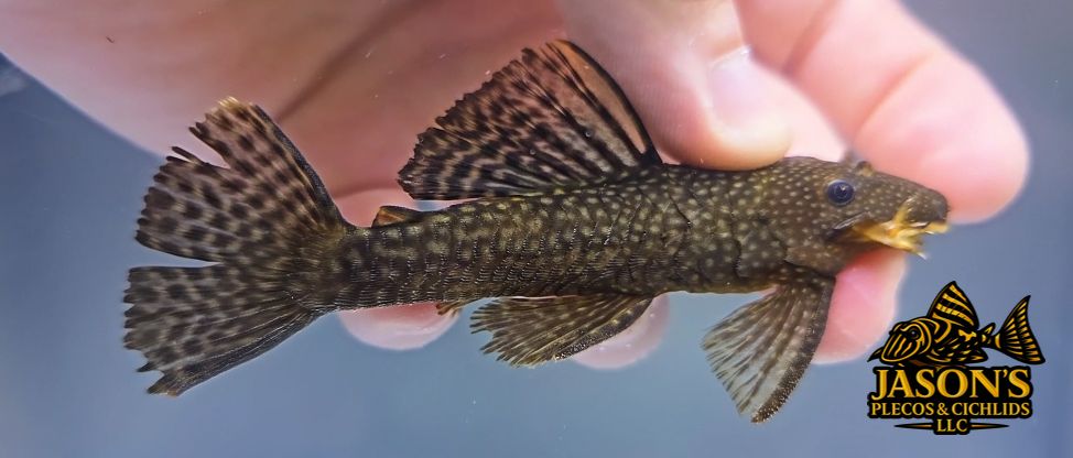 Common Bristlenose Catfish - (Ancistrus cf. cirrhosus)
