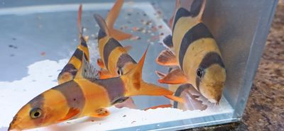 Clown Loach - (Chromobotia macracanthus) 6x Group Clown Loach - (Chromobotia macracanthus) 6x Group