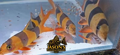 Clown Loach - (Chromobotia macracanthus) Clown Loach - (Chromobotia macracanthus)