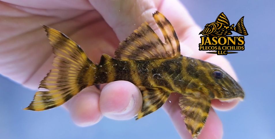 L398 Tanke Tiger Pleco - (Panaqolus tankei)