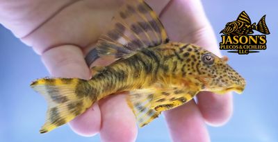 LDA078 Purus Tiger Pleco - (Peckoltia brevis)