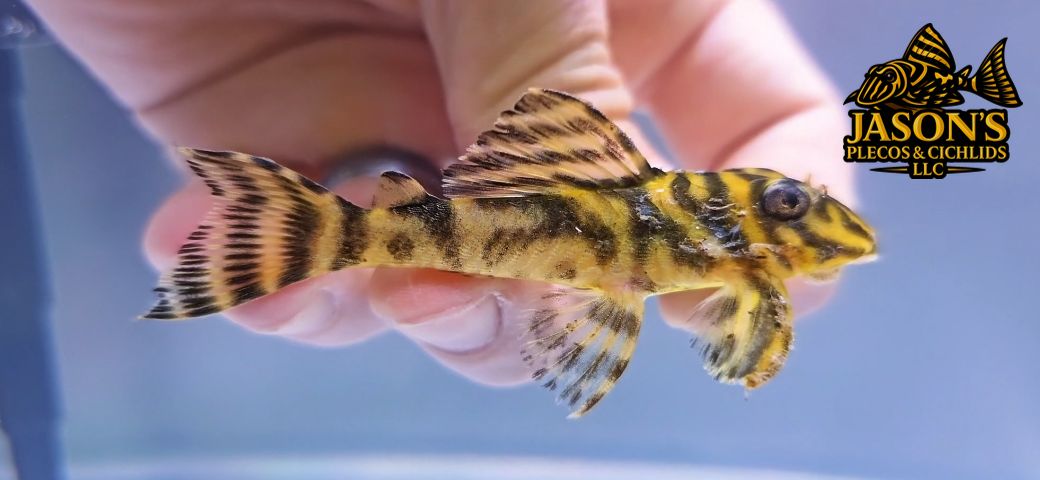 L199 Yellowhead Zebra Pleco - (Hypancistrus furunculus)