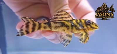 L199 Yellowhead Zebra Pleco - (Hypancistrus furunculus) L199 Yellowhead Zebra Pleco - (Hypancistrus furunculus)