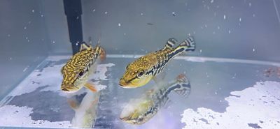 Cobra Snakeskin Peacock Bass - (Hybrid Peacock Bass)