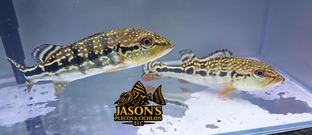 Cobra Snakeskin Peacock Bass - (Hybrid Peacock Bass)