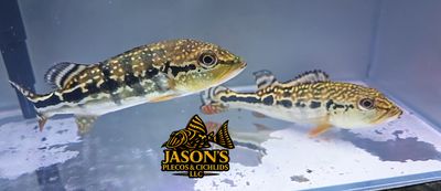 Cobra Snakeskin Peacock Bass - (Hybrid Peacock Bass) Cobra Snakeskin Peacock Bass - (Hybrid Peacock Bass)