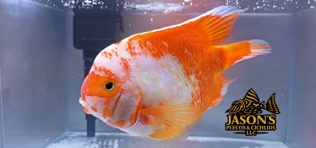 King Kong Parrot Cichlid