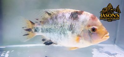 Fenestratus Cichlid - (Vieja Fenestratus) Fenestratus Cichlid - (Vieja Fenestratus)
