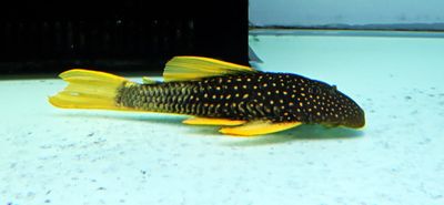 Phase II Luteus Pleco/Golden Sailfin Pleco - (Hypostomus Luteus) Argentina