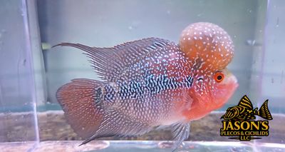 Super Red Dragon Flowerhorn Super Red Dragon Flowerhorn