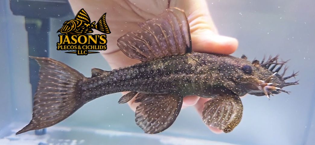 Peru Ancistrus - Unknown Species