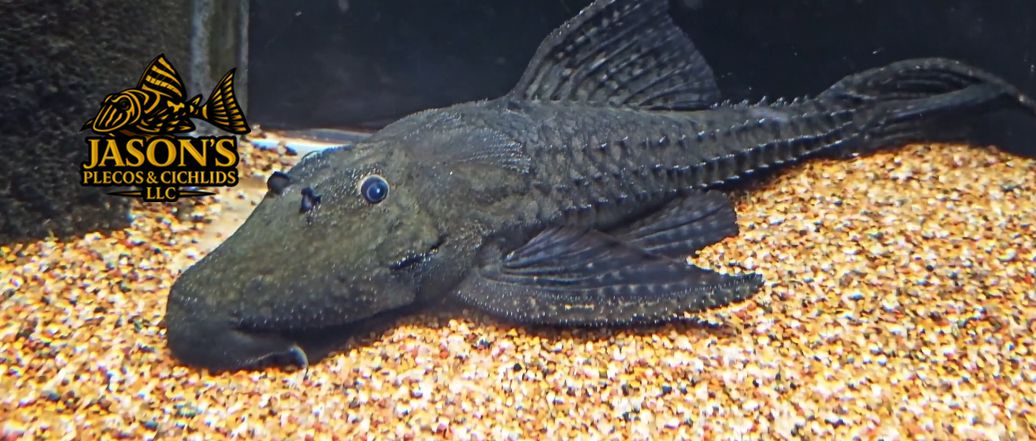 Polka Dot Lyre Tail Pleco - (Acanthicus adonis)
