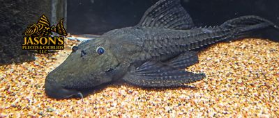 Polka Dot Lyre Tail Pleco - (Acanthicus adonis)