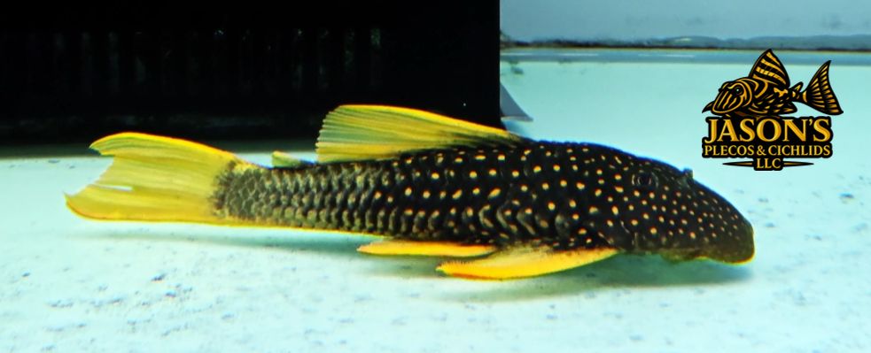 Phase II Luteus Pleco/Golden Sailfin Pleco - (Hypostomus Luteus) Argentina