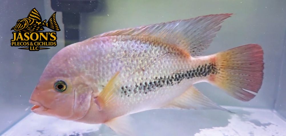 Pink Fenestratus Cichlid - (Vieja Fenestratus)