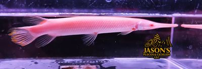 Albino Florida Gar – (Lepisosteus platyrhincus) Albino Florida Gar – (Lepisosteus platyrhincus)