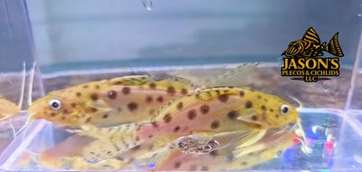 Ocellated Synodontis Catfish - (Synodontis ocellifer) Ocellated Synodontis Catfish - (Synodontis ocellifer)