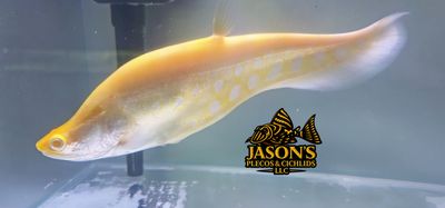 Albino Clown Knifefish - (Chitala Ornata) Albino Clown Knifefish - (Chitala Ornata)