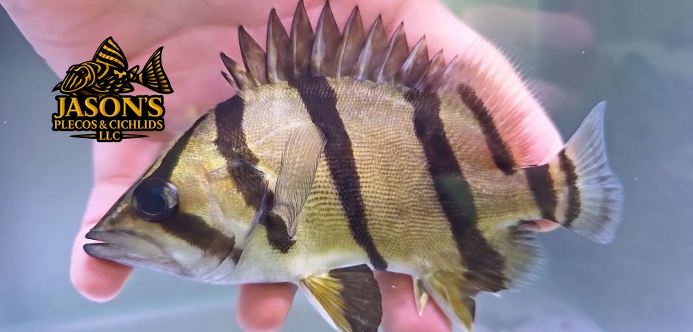 NTT Datnoid - (Datnioides Undecimradiatus)