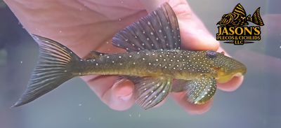 L128 Blue Phantom Pleco - (Hemiancistrus sp.) L128 Blue Phantom Pleco - (Hemiancistrus sp.)