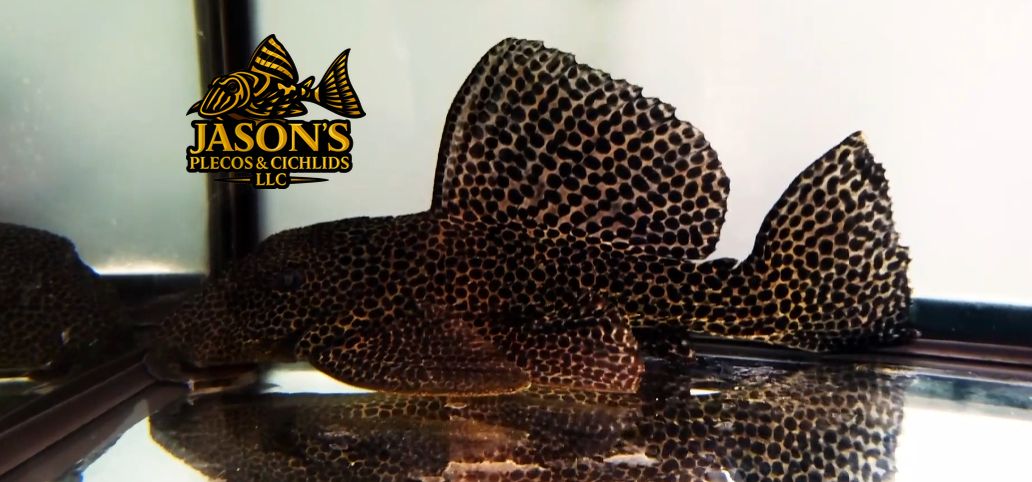 L234 Dragon Hi Fin Pleco - (Megalancistrus sp.)