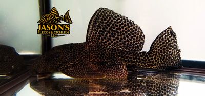 L234 Dragon Hi Fin Pleco - (Megalancistrus sp.)