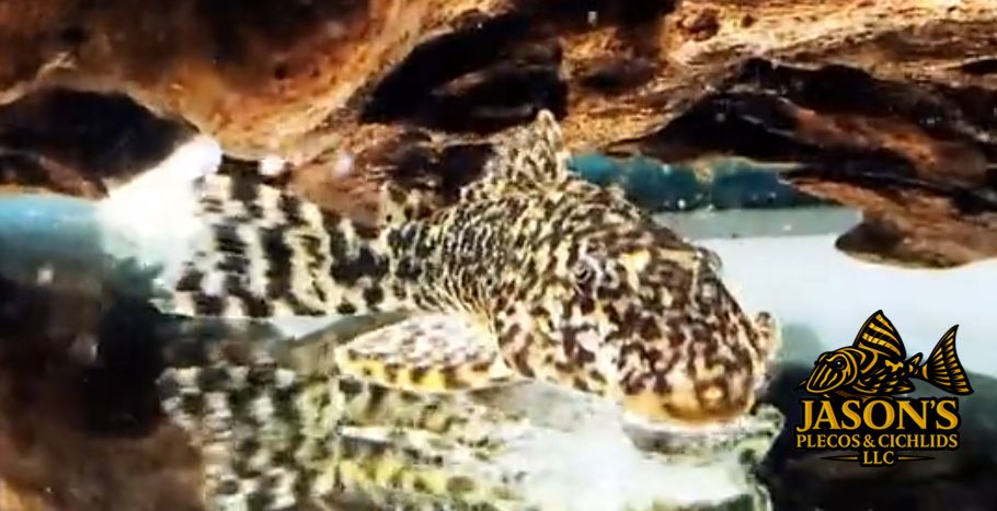 Otali Pleco - (Peckoltia otali)