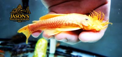 L144 Black Eyed Yellow Bristlenose - (Ancistrus sp. (4)