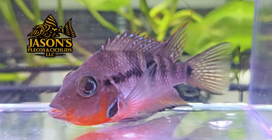 Firemouth Cichlid - (Thorichthys meeki)