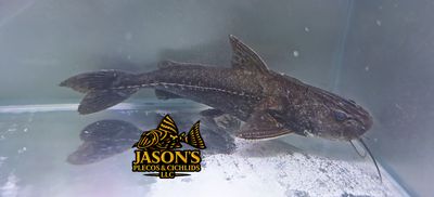 Granulated Catfish - (Pterodoras granulosus) Granulated Catfish - (Pterodoras granulosus)