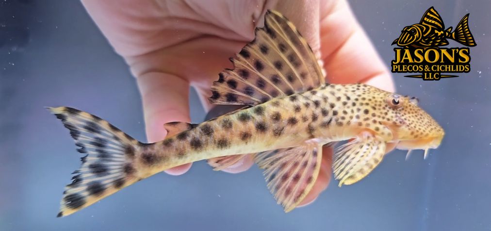 L075 Para Pleco - (Peckoltia sabaji)