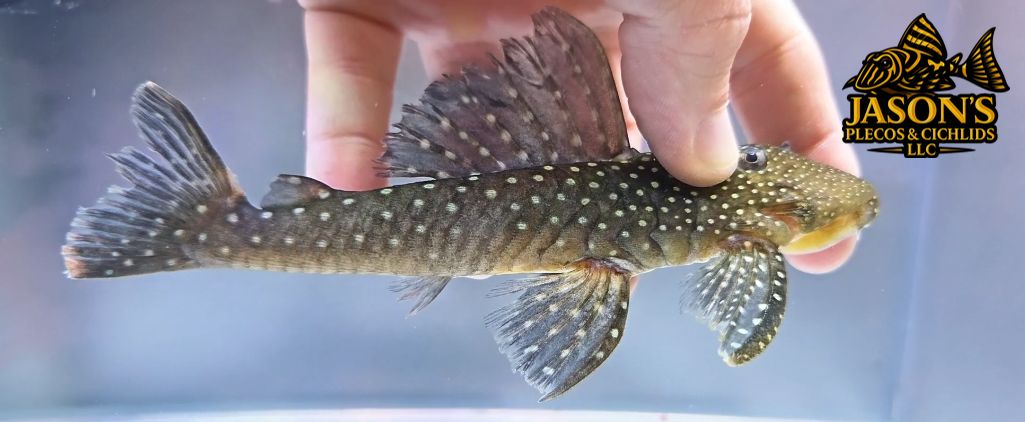 L128 Blue Phantom Pleco - (Hemiancistrus sp.)