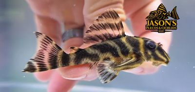 L199 Yellowhead Zebra Pleco - (Hypancistrus furunculus) L199 Yellowhead Zebra Pleco - (Hypancistrus furunculus)